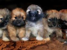 Puppies for sale lhasa apso - Ireland, Dublin. Price 11 €