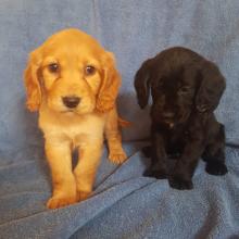 Puppies for sale cocker spaniel - Sweden, Mutal. Price 250 €