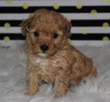 Puppies for sale toy-poodle - Finland, Kuopio. Price 250 €