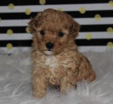 Puppies for sale toy-poodle - Greece, Athens. Price 250 €