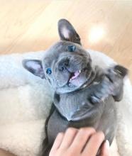 Puppies for sale french bulldog - Germany, Bochum