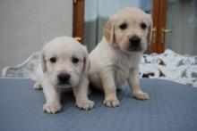 Puppies for sale golden retriever - Portugal, Almeida. Price 250 €