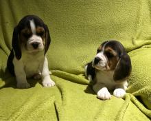 Puppies for sale beagle - Germany, Frankfurt. Price 250 €