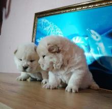 Puppies for sale chow chow - Germany, Braunschweig. Price 250 €