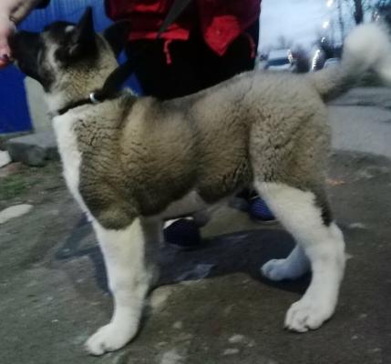Продам щенка Акита, акита-ину - Украина, Запорожье. Цена 15000 гривен