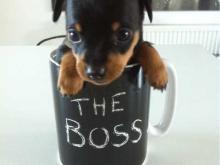 Puppies for sale miniature pinscher - Finland, Helsinki. Price 10 €