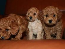 Puppies for sale toy-poodle - Slovenia, Zagreb. Price 155 €