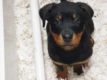 Puppies for sale rottweiler - Sweden, Stockholm