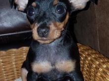 Puppies for sale miniature pinscher - Cyprus, Larnaca