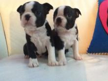 Puppies for sale boston terrier - Finland, Helsinki. Price 250 €