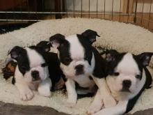 Puppies for sale boston terrier - Portugal, Aveiro. Price 250 €