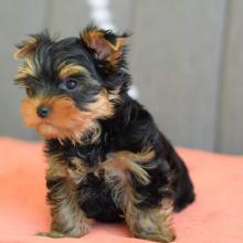 Puppies for sale yorkshire terrier - Sweden, Stockholm. Price 250 €