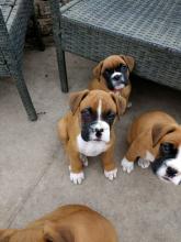 Puppies for sale boxer - Turkmenistan, Ashgabat
