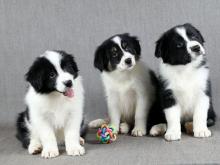 Puppies for sale border collie - Slovenia, Krusevac