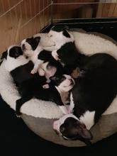 Puppies for sale boston terrier - Finland, Lahti. Price 250 €