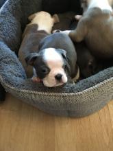 Puppies for sale boston terrier - Italy, Milan. Price 250 €