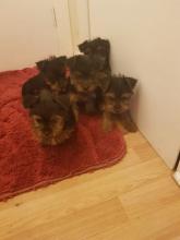 Puppies for sale yorkshire terrier - Greece, Heraklion. Price 250 €