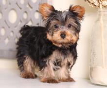 Puppies for sale yorkshire terrier - Ukraine, Exactly