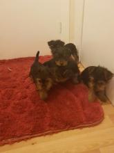 Puppies for sale yorkshire terrier - Spain, Seville. Price 250 €