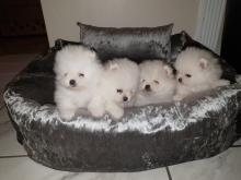 Puppies for sale pomeranian spitz - Finland, Helsinki. Price 250 €