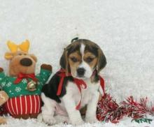 Puppies for sale beagle - Malta, Valletta