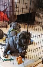 Puppies for sale neapolitan mastiff - Greece, Heraklion. Price 250 €