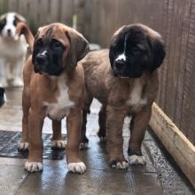 Puppies for sale other breed, mastiff - Greece, Larissa. Price 250 €