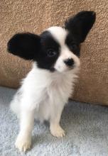 Puppies for sale papillon and phalene - Greece, Athens. Price 250 €