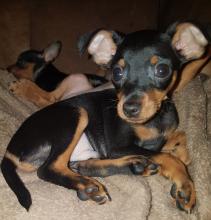 Puppies for sale miniature pinscher - France, Saint-Etienne