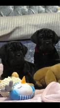 Puppies for sale neapolitan mastiff - Latvia, Riga