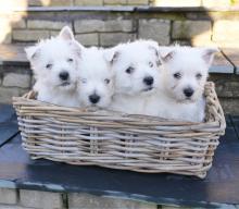 Puppies for sale west highland white terrier - Lithuania, Palanga