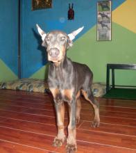 Puppies for sale doberman - Slovenia, Novi Sad. Price 1000 €