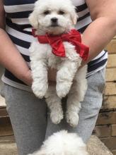 Puppies for sale havanese - Tajikistan, Dushanbe
