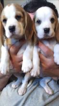 Puppies for sale beagle - Moldova, Cahul