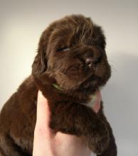 Puppies for sale newfoundland - Azerbaijan, Lankaran