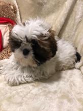 Puppies for sale shih tzu - Sweden, Esbjerg. Price 600 $