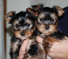 Puppies for sale yorkshire terrier - USA, Michigan. Price 600 $