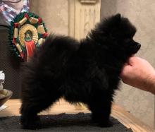 Puppies for sale german spitz - Hungary, Budapest