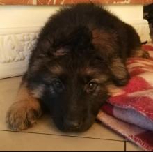 Puppies for sale german shepherd dog - Italy, Florence. Price 250 €