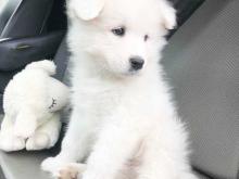 Puppies for sale samoyed dog (samoyed) - Sweden, Stockholm