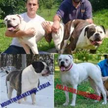 Puppies for sale american bulldog - Slovenia, Novi Sad