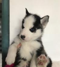 Puppies for sale other breed, siberian husky - Sweden, Malmo. Price 250 €