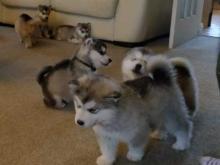 Puppies for sale , alaskan malamute - Finland, Helsinki