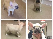 Puppies for sale french bulldog - Spain, Seville