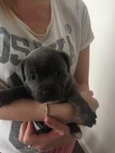 Puppies for sale staffordshire bull terrier - Czech Republic, Prague. Price 250 €