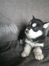 Puppies for sale haski, siberian husky - Greece, Thessaloniki. Price 250 €