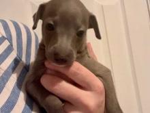 Puppies for sale italian greyhound - Ireland, Cork. Price 10 €