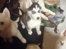 Puppies for sale haski - Germany, Frankfurt an der Oder. Price 155 €