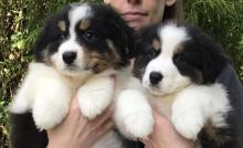 Puppies for sale australian shepherd - Greece, Heraklion. Price 250 €