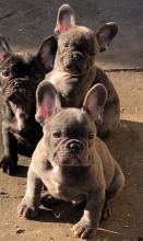 Puppies for sale french bulldog - Germany, Augsburg